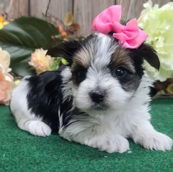 regalo bellissimi cuccioli allevati shihtzu colore bianco e nero