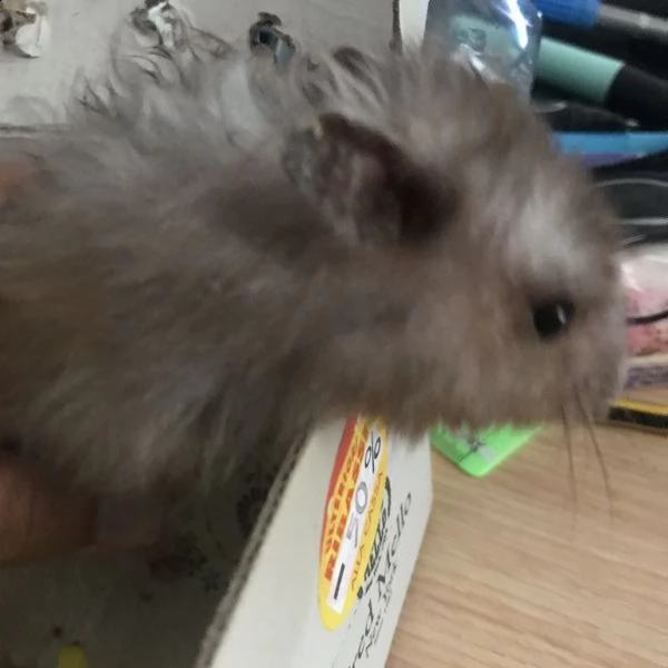 regalo un criceto dorato