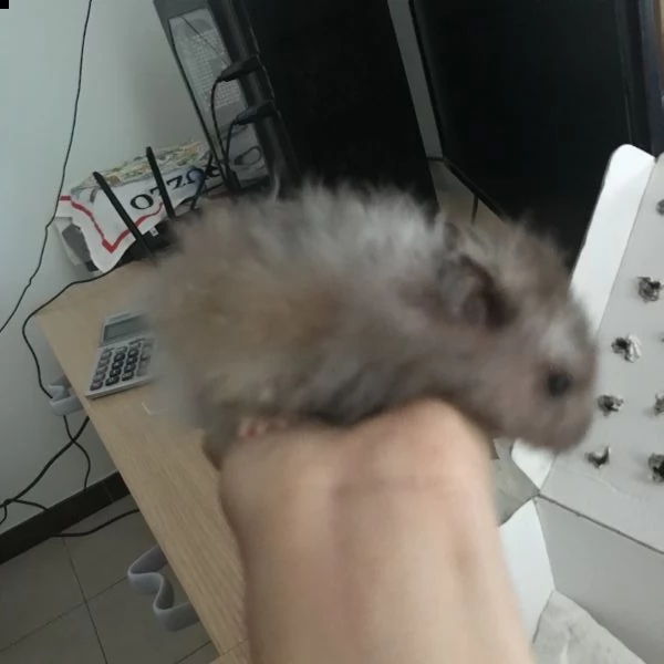 regalo un criceto dorato | Foto 0
