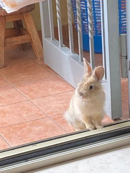 cerco casa per coniglietta di 5 mesi | Foto 3