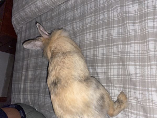 cerco casa per coniglietta di 5 mesi | Foto 1