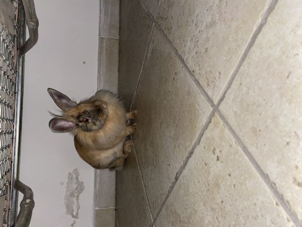 cerco casa per coniglietta di 5 mesi | Foto 0