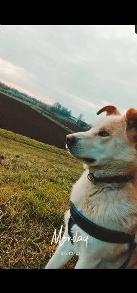 regalo cuccioli | Foto 1