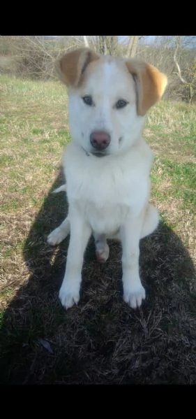 regalo cuccioli | Foto 0