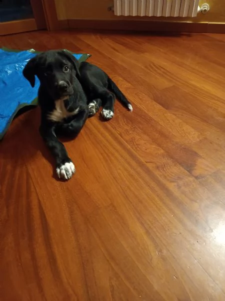 cucciolo appena svezzato
