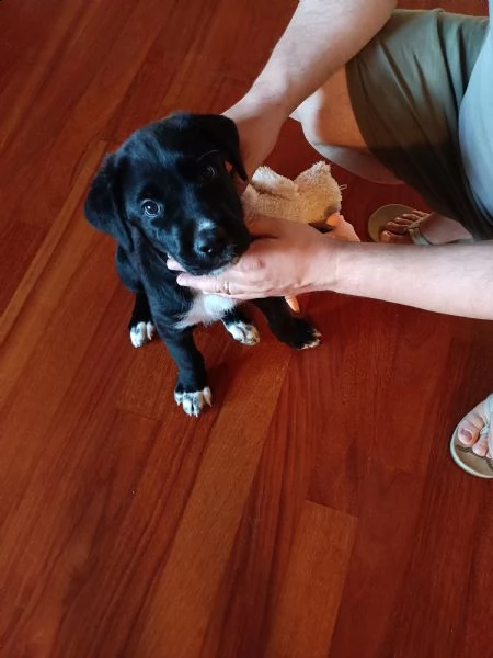 cucciolo appena svezzato | Foto 0