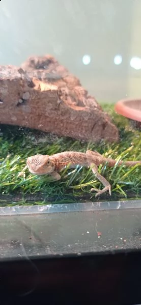 vendo baby pogone  | Foto 4