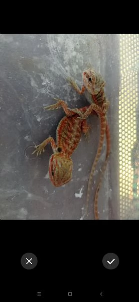 vendo baby pogone  | Foto 3