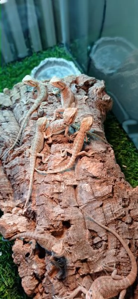 vendo baby pogone  | Foto 1