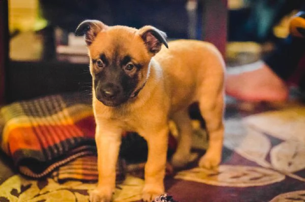 cuccioli di pastore belga malinois  | Foto 0