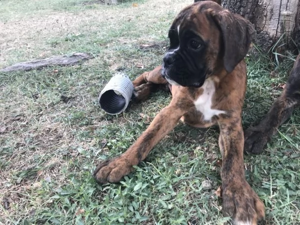 vendita cuccioli di boxer da privato | Foto 6