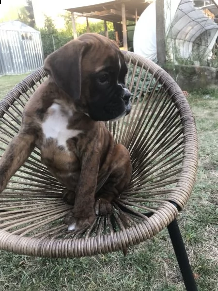 vendita cuccioli di boxer da privato | Foto 5