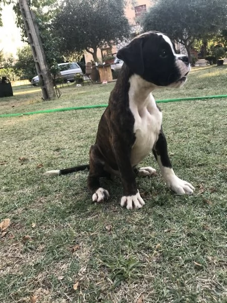 vendita cuccioli di boxer da privato | Foto 4