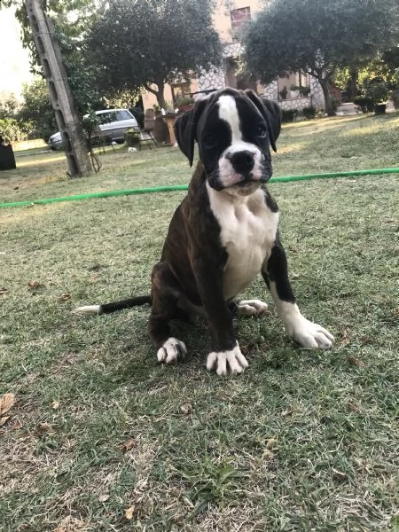 vendita cuccioli di boxer da privato | Foto 3