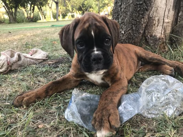 vendita cuccioli di boxer da privato | Foto 2