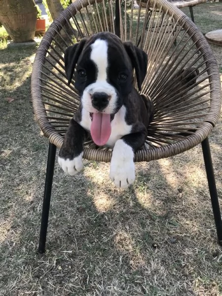 vendita cuccioli di boxer da privato
