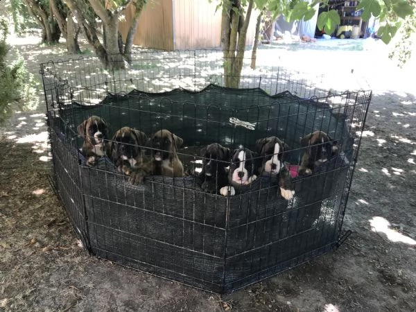 vendita cuccioli di boxer da privato | Foto 1