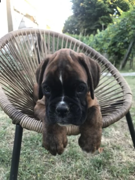 vendita cuccioli di boxer da privato | Foto 0