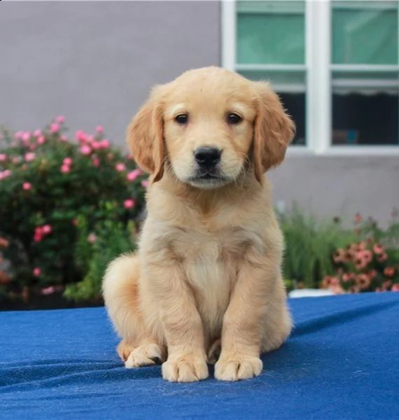   regalo goldern retreiver cuccioli meravigliosi 