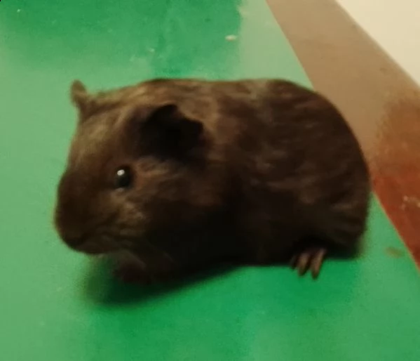 cavia maschio