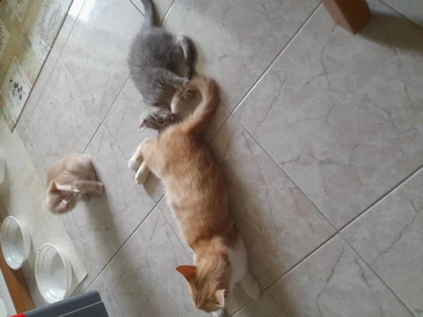 regalo gattini