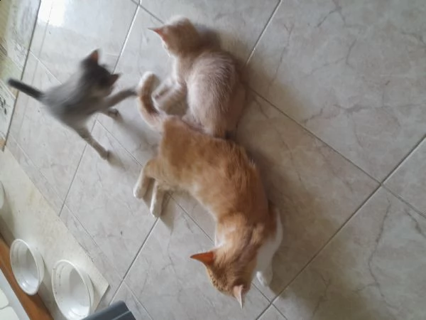 regalo gattini | Foto 2