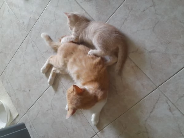 regalo gattini | Foto 1