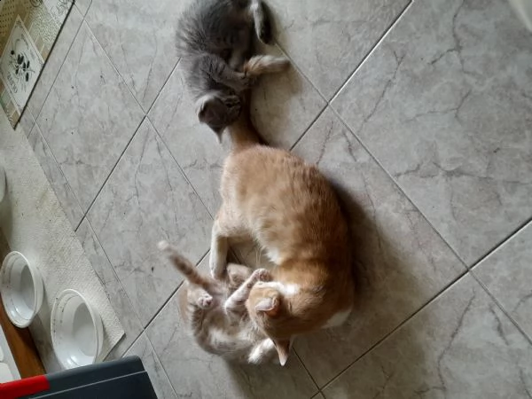 regalo gattini | Foto 0