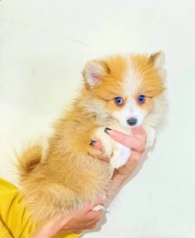 cuccioli di pomerania spitz giallo