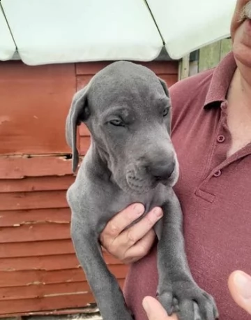 cuccioli di alano disponibile | Foto 1