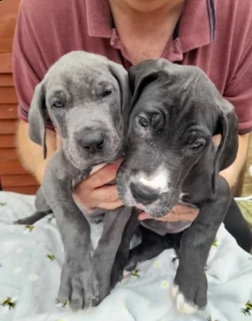 cuccioli di alano disponibile