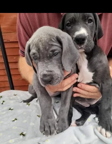 cuccioli di alano disponibile | Foto 0