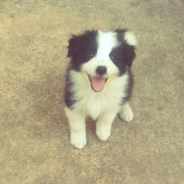 cucciola di border collie con pedigree