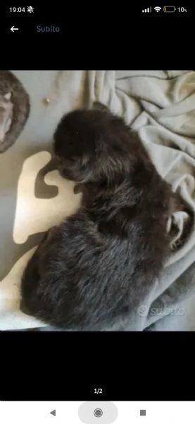 regalo 1 gattino nero a pelo lungo 