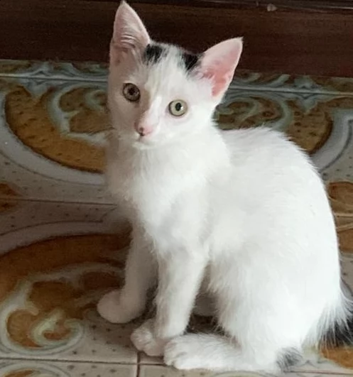 bellissimi gattini di tre mesi in regalo | Foto 1