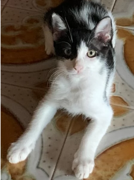bellissimi gattini di tre mesi in regalo | Foto 0