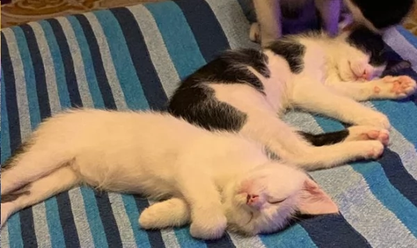 bellissimi gattini di tre mesi in regalo