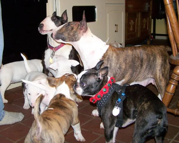 cuccioli bull terrier