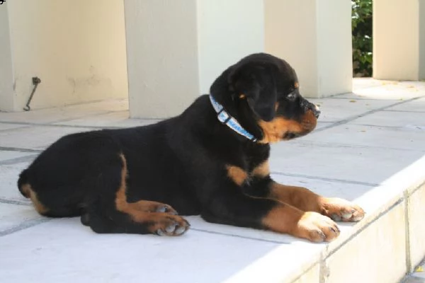 cuccioli di rottweiler | Foto 0