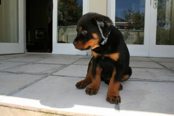 cuccioli di rottweiler