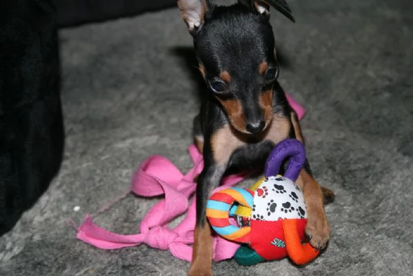 bellissimo cucciolo di pinscher | Foto 0