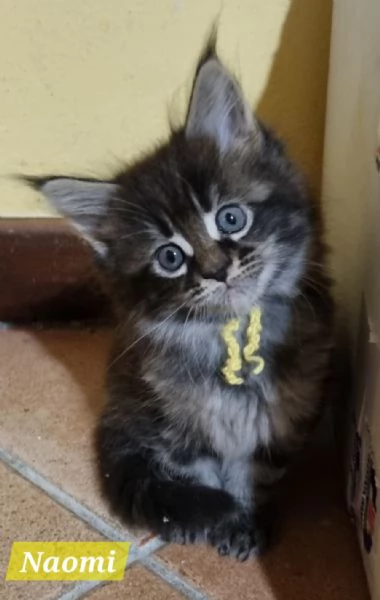 STREPITOSE CUCCIOLE MAINE COON PEDIGREE ANFI 