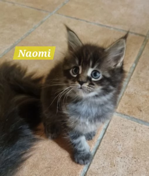 STREPITOSE CUCCIOLE MAINE COON PEDIGREE ANFI  | Foto 1