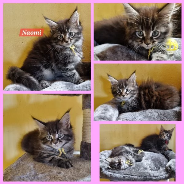 STREPITOSE CUCCIOLE MAINE COON PEDIGREE ANFI 