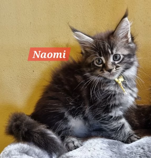 STREPITOSE CUCCIOLE MAINE COON PEDIGREE ANFI  | Foto 3