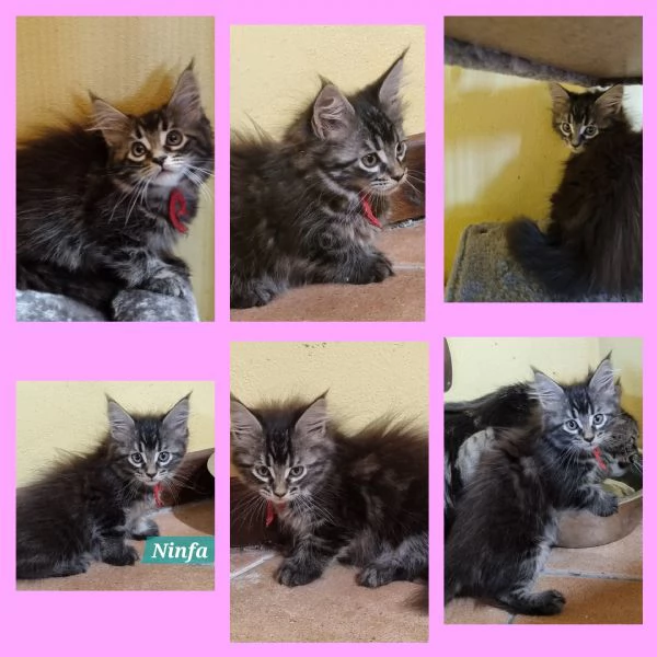STREPITOSE CUCCIOLE MAINE COON PEDIGREE ANFI  | Foto 2