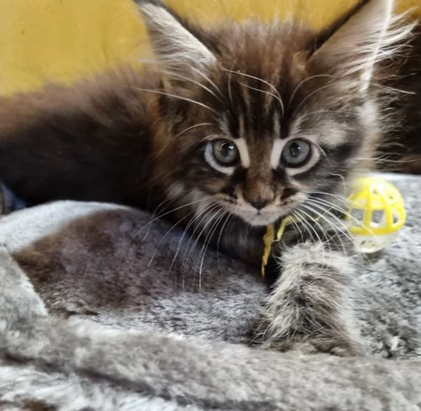 STREPITOSE CUCCIOLE MAINE COON PEDIGREE ANFI  | Foto 1