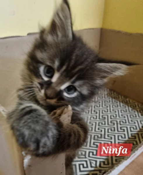 STREPITOSE CUCCIOLE MAINE COON PEDIGREE ANFI  | Foto 0