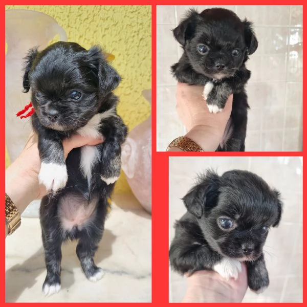 MERAVIGLIOSI CUCCIOLI DI CHIHUAHUA PEDIGREE ENCI | Foto 4