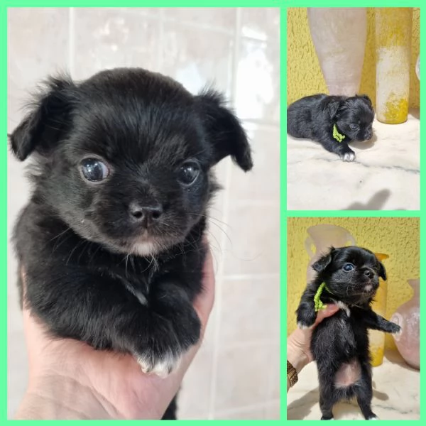 MERAVIGLIOSI CUCCIOLI DI CHIHUAHUA PEDIGREE ENCI